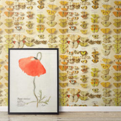 Lepidoptera Wallpaper - Image 2