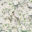 Victoria Wallpaper • Floral Wallpaper • Ivory Wallpaper • Swatch