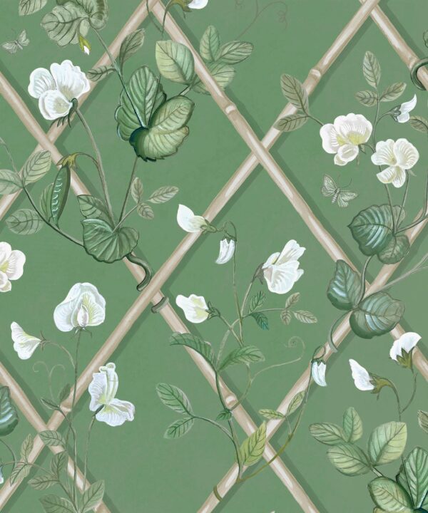 Grande Climbing Sweet Pea Wallpaper • Dark Green & Cane • Insitu