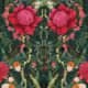 Kingdom Home • Waratah Medley • Evergreen