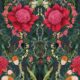 Kingdom Home • Waratah Medley • Marine